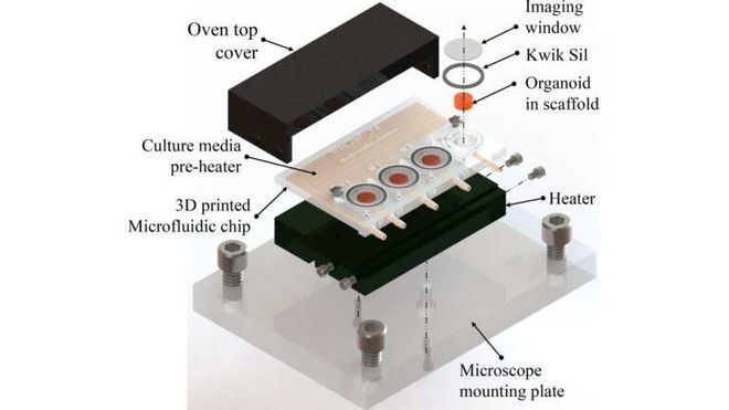 Desarrollan mini-cerebros en 3D más eficientes y económicos Desarrollan mini-cerebros en 3D más eficientes y económicos
