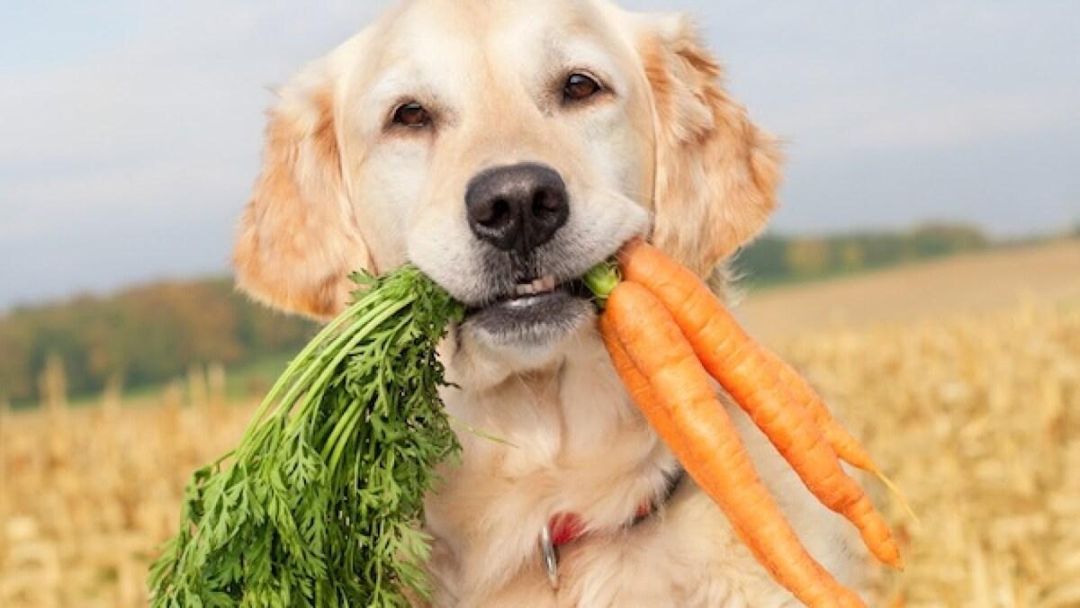 Huracán diseñador tormenta Pueden comer los perros zanahorias?