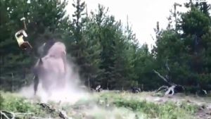 La terrible embestida de un bisonte a una niña en Yellowstone La terrible embestida de un bisonte a una niña en Yellowstone