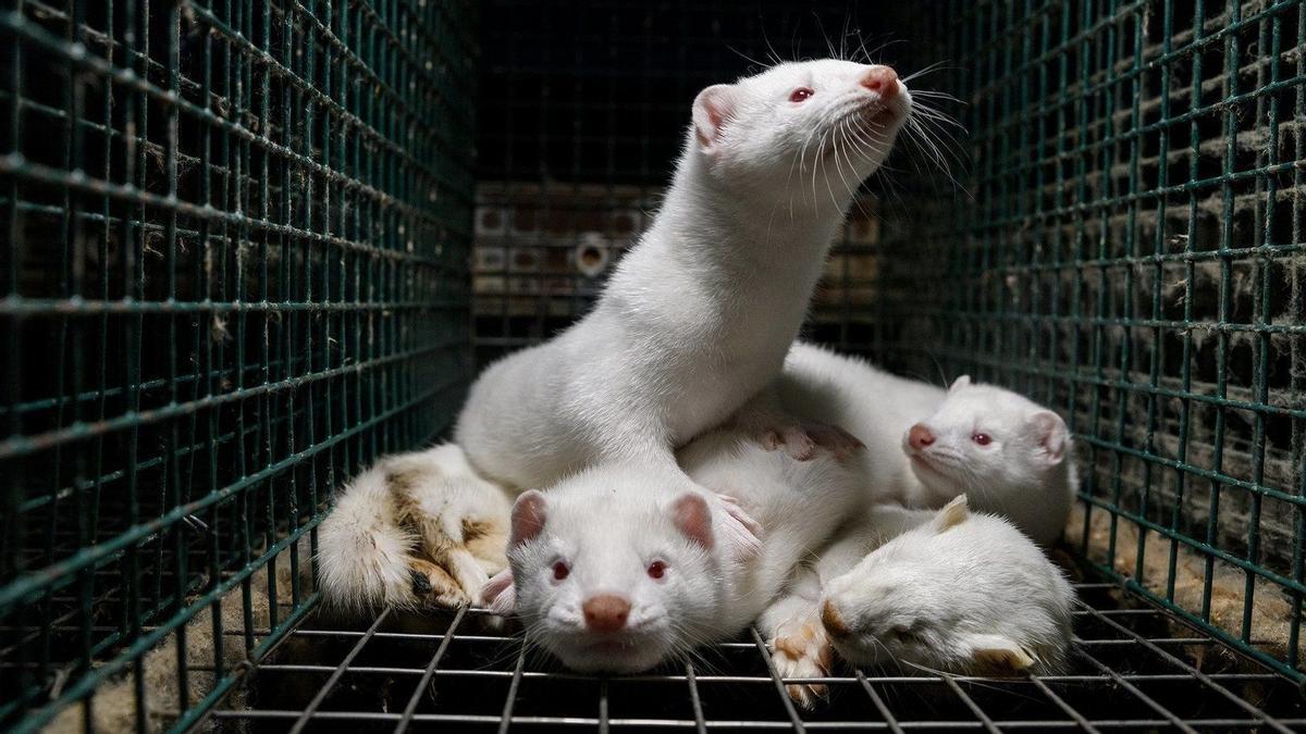 Nuevo brote de gripe aviar en una granja peletera de Galicia