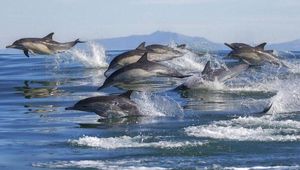 El reto de proteger el 30% de los océanos en 2030 El reto de proteger el 30% de los océanos en 2030