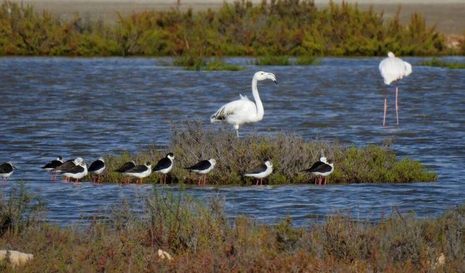 Delta del Llobregat, un paraíso de la biodiversidad en peligro Delta del Llobregat, un paraíso de la biodiversidad en peligro
