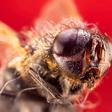El cerebro de las moscas actúa frente a los alimentos