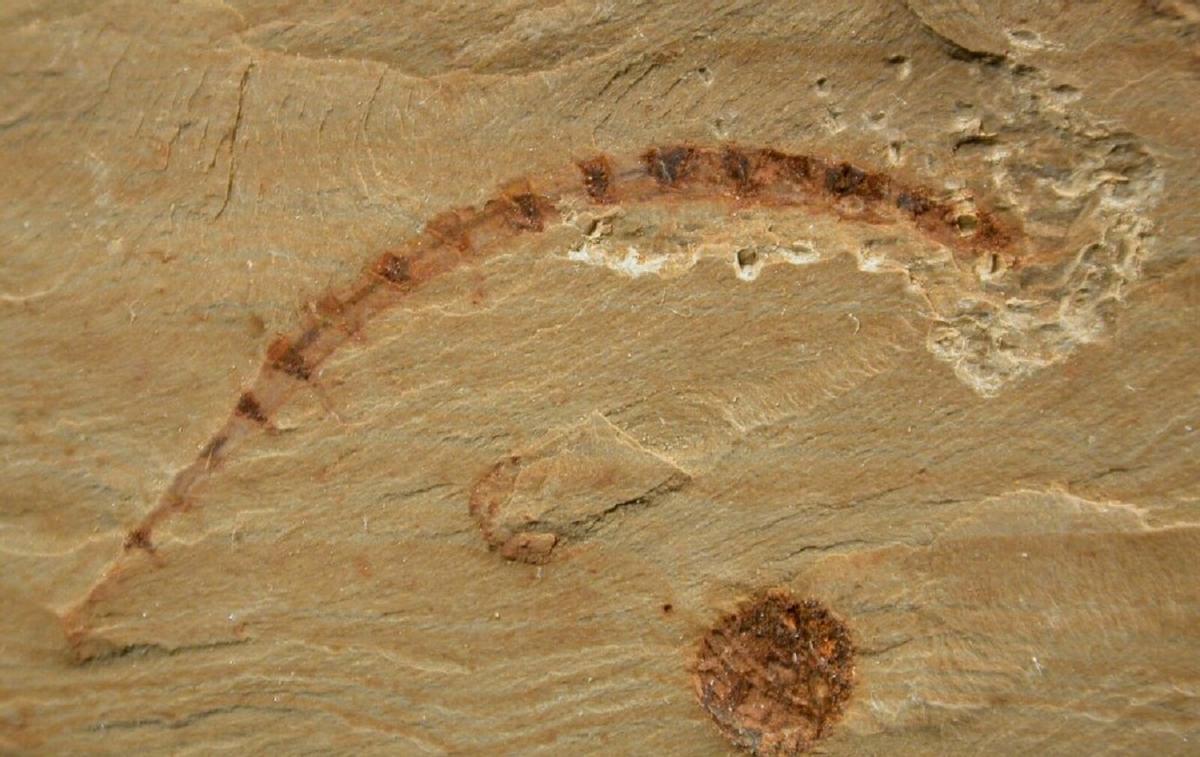Un fósil con el cerebro más antiguo del mundo desvela la evolución de este órgano