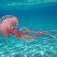 Las 10 medusas más frecuentes en España y su peligrosidad