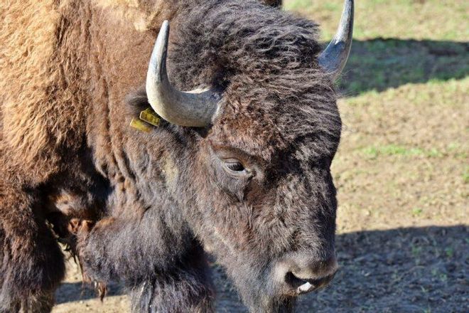 La vuelta de los bisontes a España ayudaría a reducir incendios La vuelta de los bisontes a España ayudaría a reducir incendios