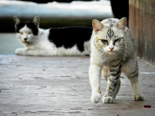 Por qué la ley que protegerá los gatos callejeros también protegerá la biodiversidad