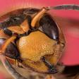 Reino Unido alerta a sus apicultores de la llegada de avispones asiáticos