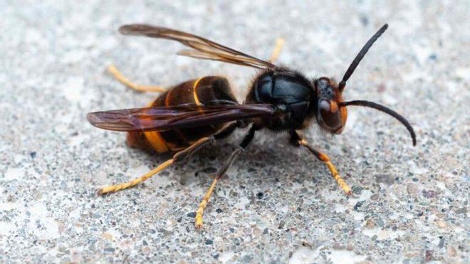 La ‘avispa asesina’ en España se extiende a gran velocidad La ‘avispa asesina’ en España se extiende a gran velocidad
