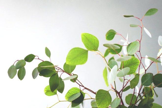 Las plantas recuerdan las sequías y ahorran agua Las plantas recuerdan las sequías y ahorran agua