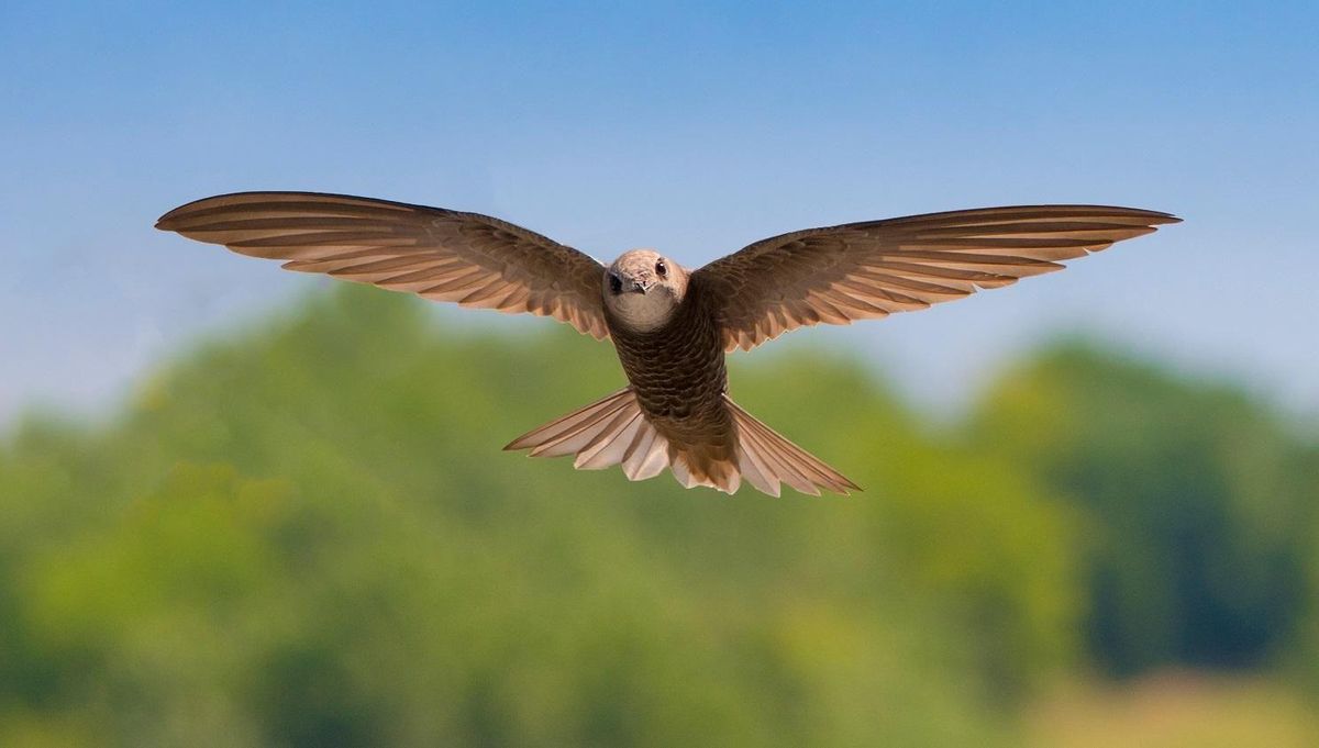 Estas son las tres aves consideradas insecticidas naturales que hay que proteger Estas son las tres aves consideradas insecticidas naturales que hay que proteger