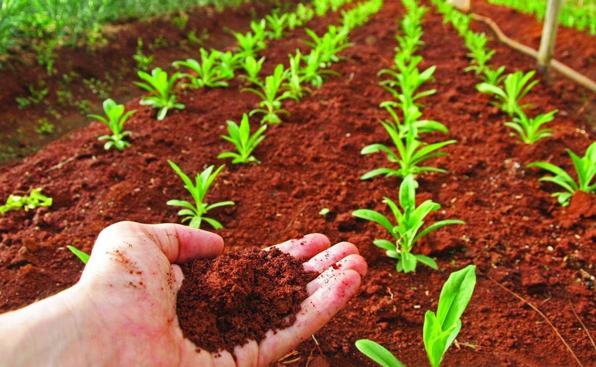 Cinco formas de restaurar el suelo y evitar la desertificación