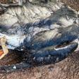 Uno de los frailecillos muertos aparecidos en la costa de Los Silos en enero de 2023 J