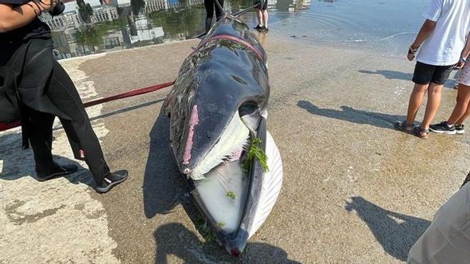 Una ballena de más de seis metros muere tras varar en Pontevedra