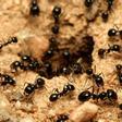 Métodos sencillos y efectivos para eliminar las hormigas de nuestras casas