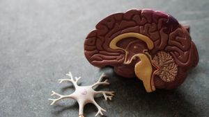 Pequeños cerebros de laboratorio maduran igual que los humanos Pequeños cerebros de laboratorio maduran igual que los humanos