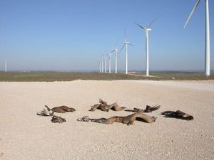 Eólica: energía limpia, pero amenaza para las aves Eólica: energía limpia, pero amenaza para las aves
