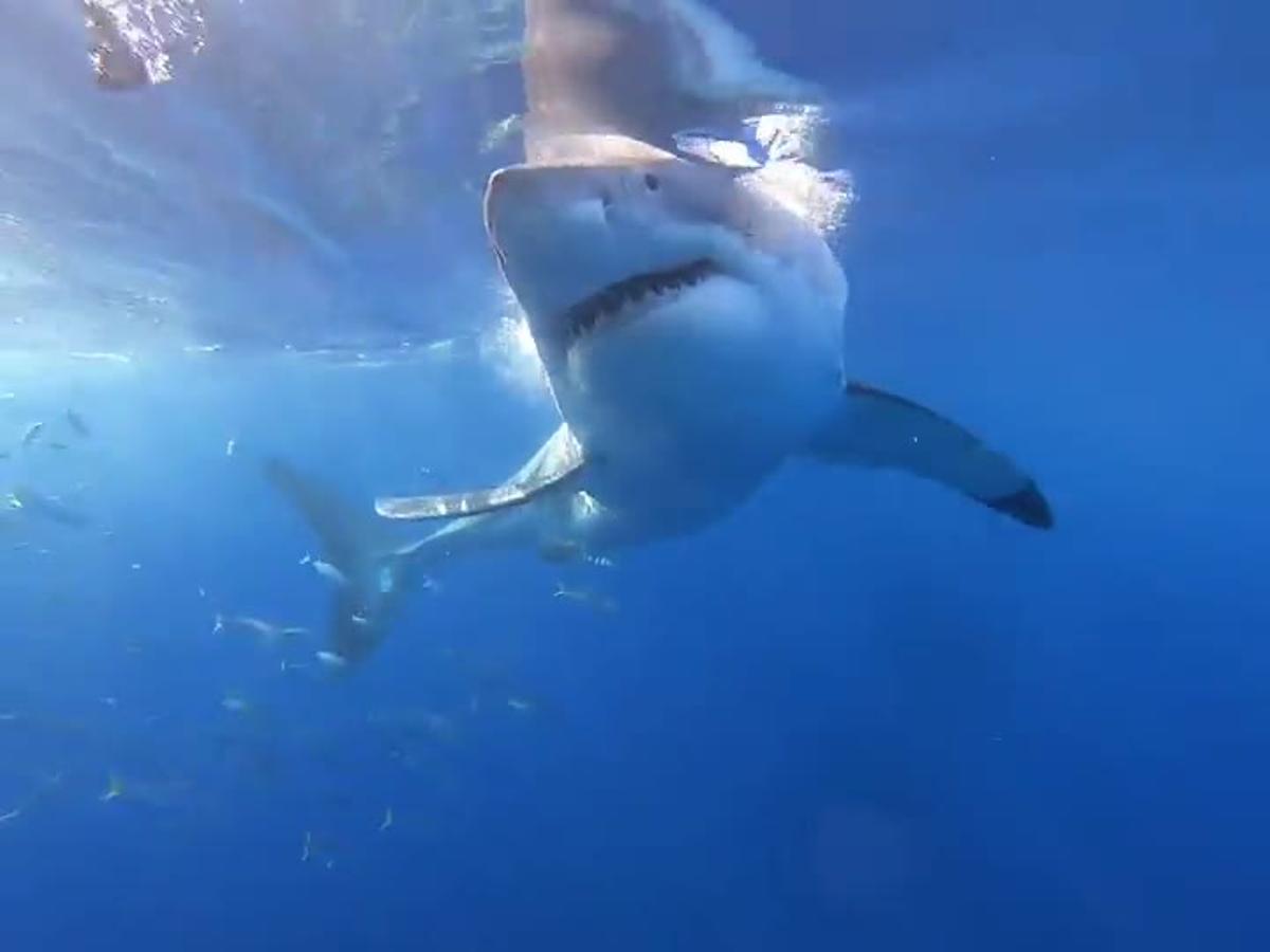 Nublado Elegancia Enmarañarse Un gigantesco tiburón ataca a unos turistas en una jaula