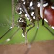 Mosquitos, los anímales más peligrosos para el ser humanos
