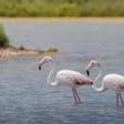 El 80% de las zonas húmedas de Doñana ha desaparecido en el último siglo