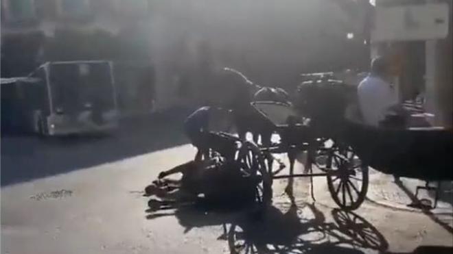 Un caballo se desploma en pleno centro de Palma y los turistas se niegan a bajarse de la galera