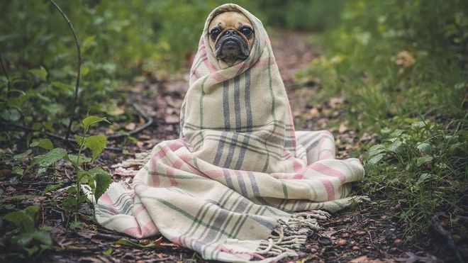 ¿Es bueno esterilizar o castrar a las mascotas? ¿Es bueno esterilizar o castrar a las mascotas?