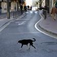 Un perro cruza una calle en Valencia.