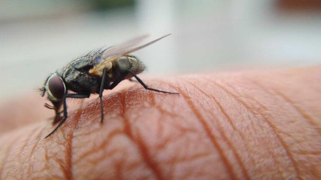 Cómo engañar a tu cerebro, y al de una mosca, para que escoja un alimento más saludable Cómo engañar a tu cerebro, y al de una mosca, para que escoja un alimento más saludable