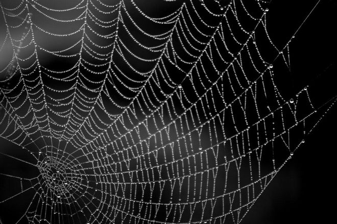 Una ‘telaraña vegana’ como alternativa al plástico de un solo uso Una ‘telaraña vegana’ como alternativa al plástico de un solo uso