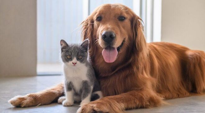 Los animales dejarán de ser ‘cosas’ con la nueva ley del Gobierno Los animales dejarán de ser ‘cosas’ con la nueva ley del Gobierno