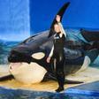 La orca Lolita volverá a ser libre tras más de 50 años de cautividad