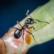 Las hormigas huelen el cáncer