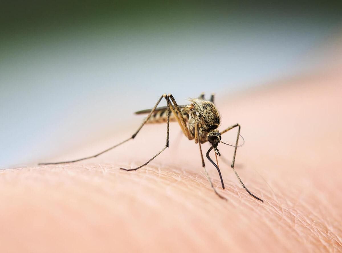Confirman una subida “exponencial” de garrapatas y mosquitos en España Confirman una subida “exponencial” de garrapatas y mosquitos en España