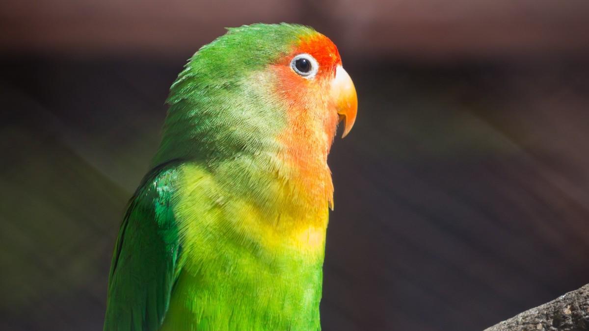 Consejos de expertos para los pájaros