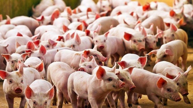 Encuentran en China lo que podría ser una nueva cepa de gripe Encuentran en China lo que podría ser una nueva cepa de gripe