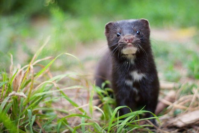Los ríos españoles ya tienen 306 especies invasoras y otras 272 potenciales Los ríos españoles ya tienen 306 especies invasoras y otras 272 potenciales
