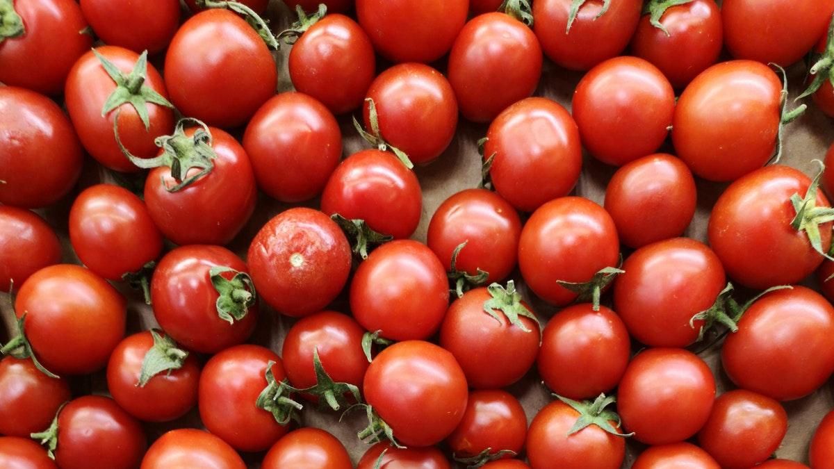 Los tomates transgénicos se convierten en la mejor fuente de vitamina D Los tomates transgénicos se convierten en la mejor fuente de vitamina D