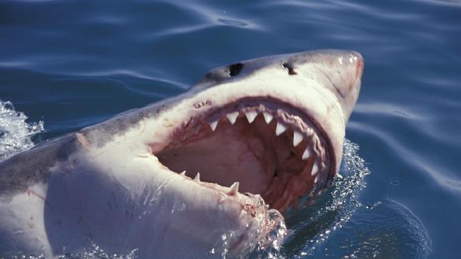 Una turista muere en Egipto al ser atacada por un tiburón