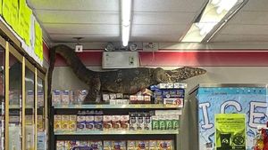 Este lagarto gigante entra a una tienda y destroza todo lo que encuentra a su paso Este lagarto gigante entra a una tienda y destroza todo lo que encuentra a su paso