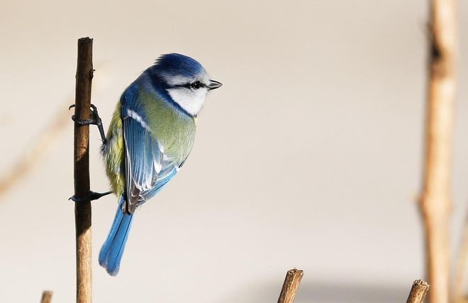 El cambio climático está robando el color a las aves