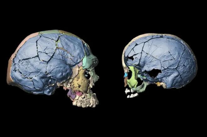 La forma del cerebro humano casi no se modificó en los últimos 160.000 años