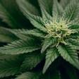 Archivo - Los investigadores de UNM sugieren que el cannabis puede reducir el dolor crónico de los pacientes hasta en tres puntos en una escala de