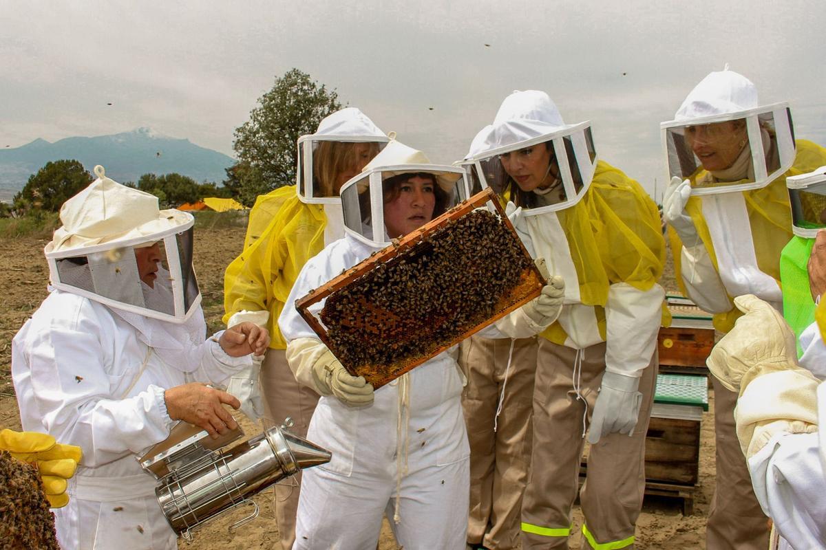Las abejas mantienen el 76% de la alimentación mundial