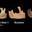 Imágenes de la mandíbula de Banyoles comparadas con otros restos óseos de la misma época.