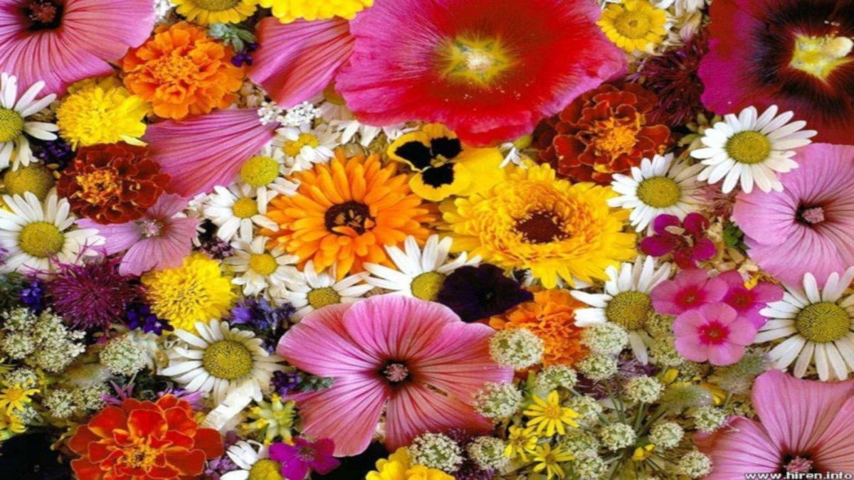 Adivina cuáles son las flores más regaladas en San Valentín