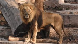 La Covid-19 llega hasta el zoo de Barcelona: leones y cuidadores, infectados