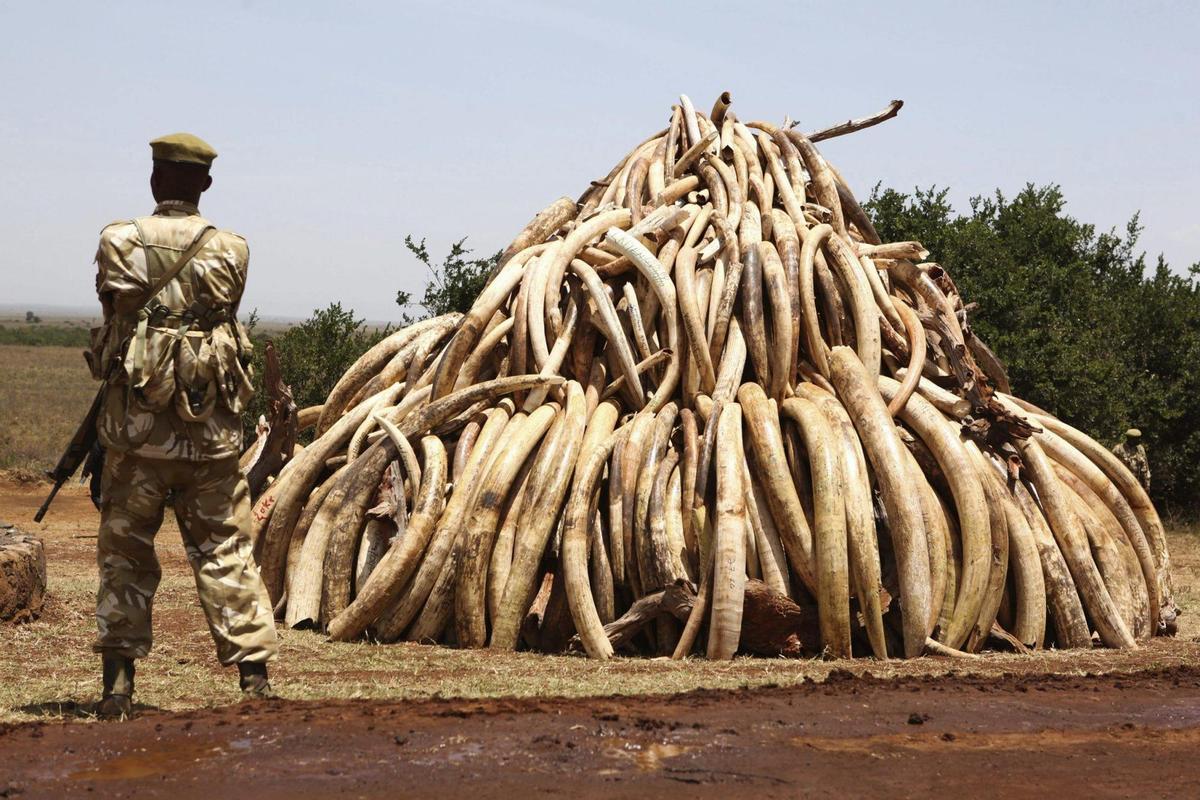 20.000 elefantes mueren cada año por el tráfico ilegal de marfil