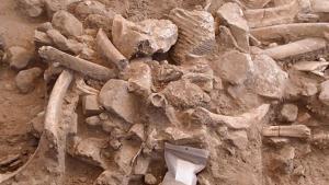 Los fragmentos de huesos y otros restos de mamuts hallados en el sitio de Hartley, en Nuevo México, Estados Unidos.
