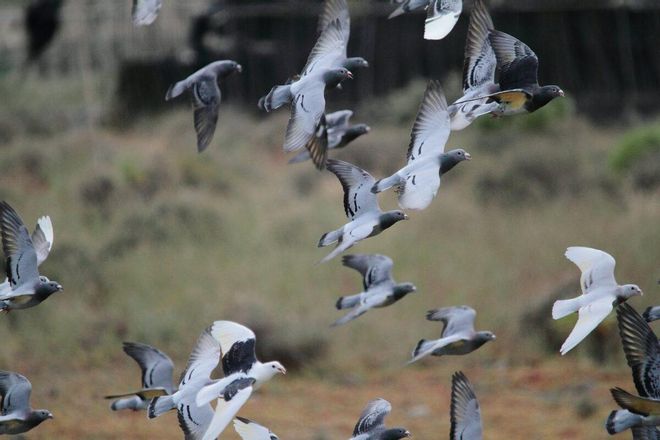 Operación rescate para miles de palomas mensajeras perdidas en España Operación rescate para miles de palomas mensajeras perdidas en España