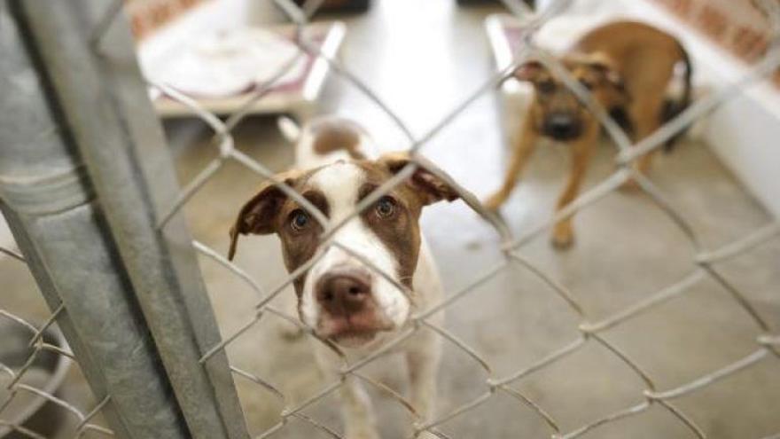 The abandonment of pets increased in Spain after confinement